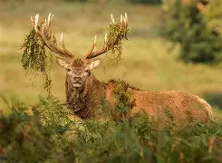 雄鹿主场大胜步行者，豪取四连胜